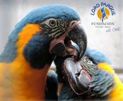 Blue-throated macaws managed to wait an average of just eight seconds for their preferred food before they did go for the not-so-favorite sunflower seeds.