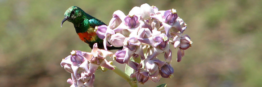 Copyright Wenfei Tong: Beautiful Sunbird