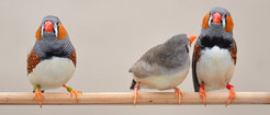 Manch unverpaart gebliebenes Zebrafinkenweibchen (Mitte) schmuggelt ihre Eier in die Nester anderer Paare. So pflanzt sie sich trotzdem erfolgreich fort, auch wenn sie mit der Auswahl an Männchen nicht zufrieden ist.