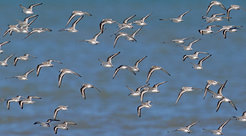 Ein Schwarm Sanderlinge (Calidris alba), ein Langstreckenzieher unter den Küstenvögeln. Wahrscheinlich profitieren die Tiere von der hellen Färbung, um eine Überhitzung während der Wanderung zu vermeiden.