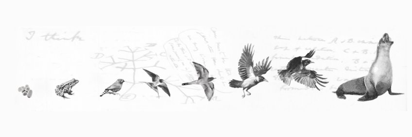 Microevolution and biodiversity Microevolution and biodiversity