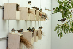 Picture of nest boxes for zebra finches.