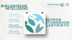 Unser Logo vereint symbolisch alle bisherigen Forschungsfelder und lässt daraus etwas Neues entstehen. Aus den abstrakten Silhouetten einer Maus, eines Fisches, eines Vogels und einer Fliege entsteht in der Mitte ein Wesen, das die Lebewesen miteinander in Verbindung bringt. Gleichzeitig finden sich Anlehnungen an eine Nervenzelle, einen Stammbaum und ein Labyrinth, in dem sich ein Tier zurechtfinden muss. All diese Aspekte bilden eine Dynamik, die das Forschungsinteresse des neuen Instituts widerspiegelt und zugleich Raum für Neues lässt.