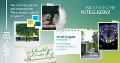 Seit Januar sind wir das MPI für biologische Intelligenz, in Gründung. Doch was ist eigentlich "biologische Intelligenz"? Wir verstehen darunter die Art und Weise, in der tierische Organismen Wissen über ihre Umwelt erwerben, speichern, anwenden und weitergeben, um immer neue Problemlösungen zu finden und sich an eine sich ständig verändernde Umwelt anzupassen.