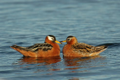 A red phalarope female (left) forms a new pair bond with a male (right). Subsequently, the male takes care of the brood while the female may have other pair bonds.
