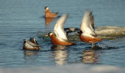 Sex roles are reversed in the polyandrous mating systems. Here, two red phalaropes females (right) fight for the favor of a male (left).