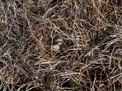 Red phalaropes females lay their eggs in well-hidden ground nests in the tundra of Alaska.