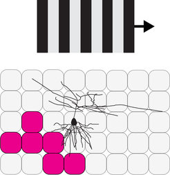 Pyramidal cells in mouse visual cortex respond selectively to the orientation and direction of objects, as assessed by moving stripe patterns. Now it turns out that these preferences of neurons are linked to an asymmetric arrangement of their dendrites and connection partners (pink).