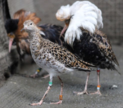 Ruffs males come in three different morphs. Independents (in the back) aggressively defend a territory to impress females. Satellites (right) build alliances with Independents, while the rare Faeder males (front) look and behave like females to avoid aggressive competition with other ruff males.