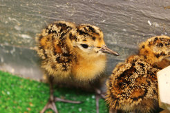 Chicks hatching from eggs of Faeder females have lower survival rates.