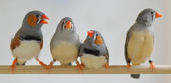 Zebrafinches Copyright Wolfgang Forstmeier