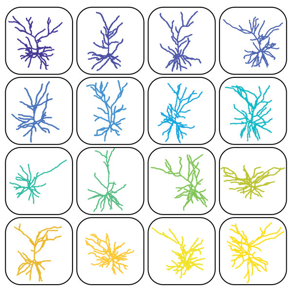 Asymmetry as a building block of neuronal computations