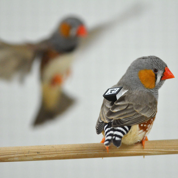 Zebra finch males sing in dialects and females pay attention