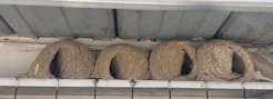 Breeding pairs of the rufous hornero build a complex nest together. The entrance to their domed mud nest can be positioned on the right or left.