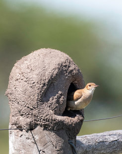 The asymmetrical nest of the rusty potter has its entrance on the right or left side. Probably the breeding pairs build the entrances on the same side of their nest also in the following years.