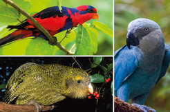 Endangered parrots: Diadem loris (top left), Spix's macaw (right) and kakapo (bottom left).