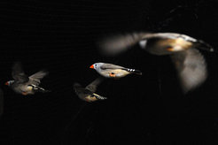 Four brown-gray birds in flight, seen from the side against a dark background.