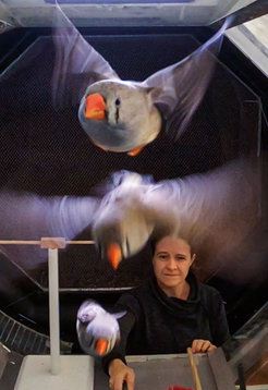 Three gray birds with orange beaks in flight, seen from the front. The scientist Susanne Hoffmann stands in the background.