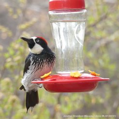 Eichelspecht (Melanerpes formicivorus)