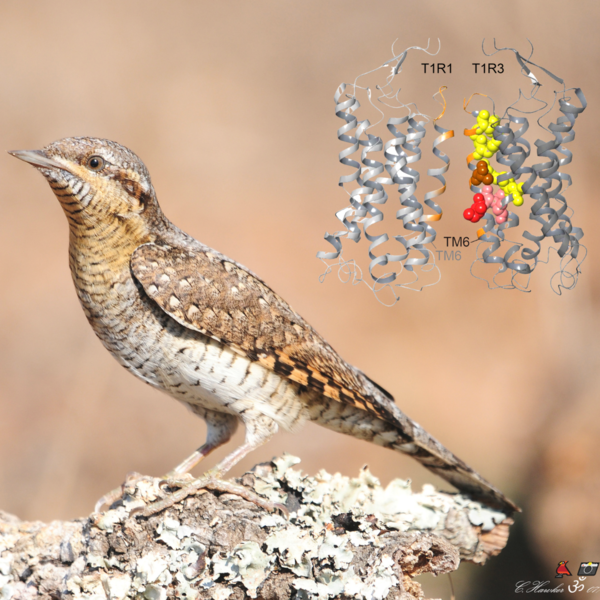Wryneck
