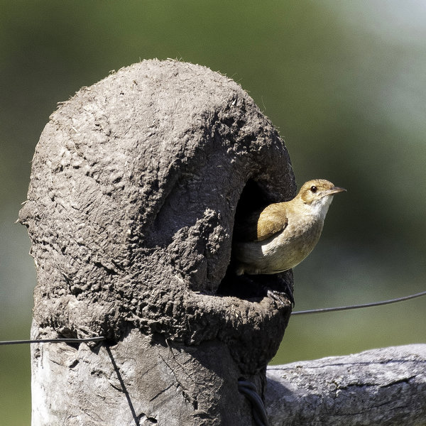 Rufous horneo (or ovenbird) with nest