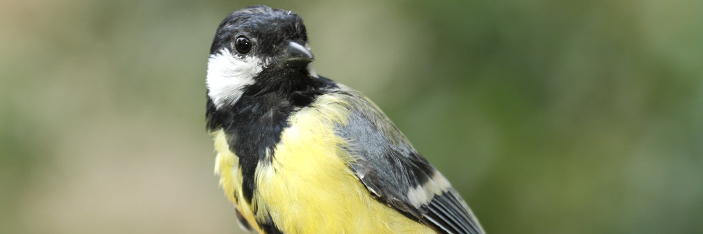 Great tit
Copyright Christian Ziegler