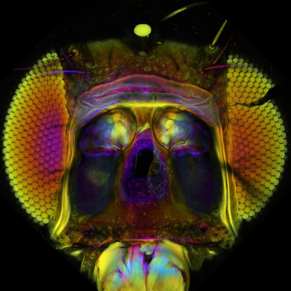 Close-up of a fly head, seen from the front, in rainbow colors against black background.