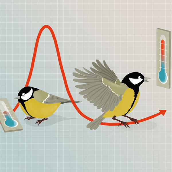 Illustration of two birds in yellow, grey, and black, sitting next to two thermometers showing high and low environmental temperatures, respectively.