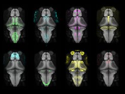 Zebrafish brain shown as grey outlines with bright colored dots, representing the expression of genes in specific cells.
