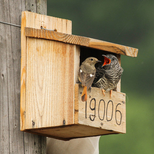 A wooden nest-box with two birds sitting at the entrance, looking at each other.