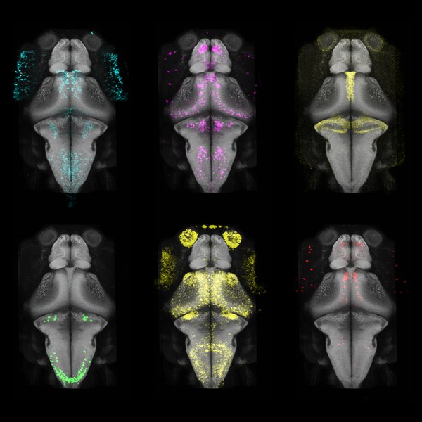 Zebrafish brain shown as grey outlines with bright colored dots, representing the expression of genes in specific cells.