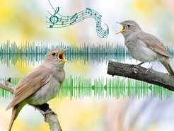 Two brown-grey birds with open beaks, looking at each other. Musical notes and sound waves illustrate that they are singing.