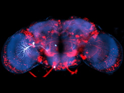 Microscopy image of a fruit fly brain in cross section. Different areas and cells are highlighted in blue, red and white.