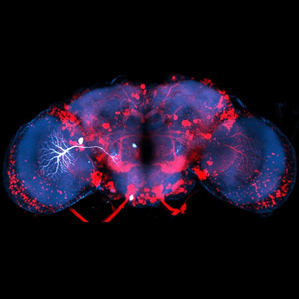 Microscopy image of a fruit fly brain in cross section. Different areas and cells are highlighted in blue, red and white