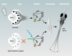 Illustrated scheme showing how cells in the eye and in the brain activate muscle movement in young zebrafish.