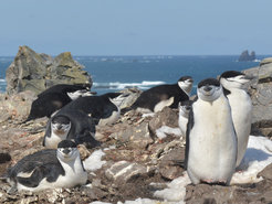A group of penguins sitting and standing on rocky terrain at the seashore. Some of the penguins have their eyes closed.