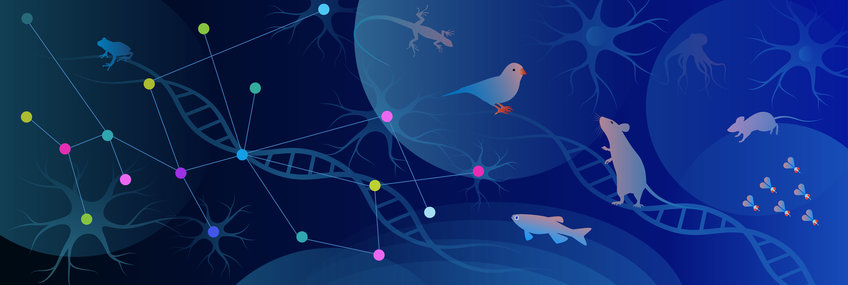 Keynote Lectures Gezeichnetes Bild in Blautönen mit DNA-Strang, Vögeln, Mäusen, Fliegen, Fischen und anderen Tieren, sowie Nervenzellen.