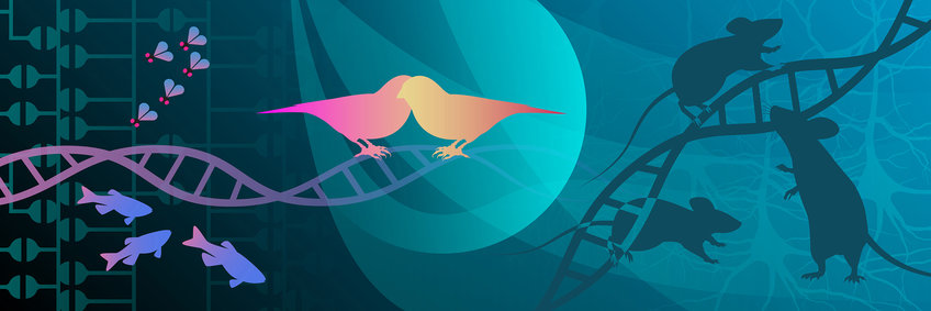 Verhalten und Interaktionen Illustration bestehend aus zwei Vögeln, drei Fischen, drei Mäusen und fünf Fliegen, daneben eine DNA-Doppelhelix.