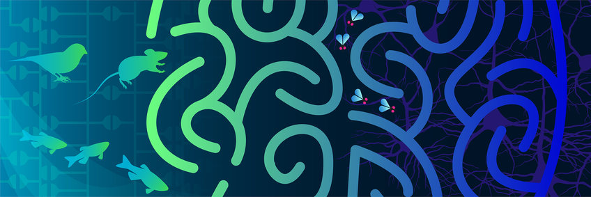 Lernen und Gedächtnis Illustration mit Fliegen, Fischen, einer Maus und einem Vogel, die sich durch ein Labyrinth bewegen, dessen Wände und Gänge von oben betrachtet an die Oberflächenstrukturen eines Gehirns erinneren.