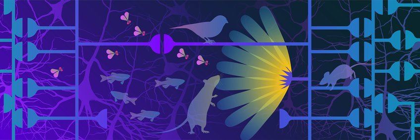 Senses, Perception and Communication Illustration of a mouse sniffing a flower and neurons forming a network, on which a mouse and a bird are sitting. Next to them, a few fish and flies.
