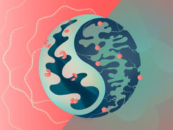 Illustration of two mitochondria (cellular power plants) that form the two halves of a Yin-and-Yang sign.