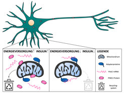 Illustration der Abläufe, die abhängig von der Energieversorgung des Körpers das Recycling von Mitochondrien beeinflussen.