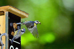 Photo with a nesting box and two blue tits, one of which is flying out while the other is waiting at the nest's entrance hole.