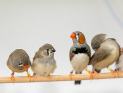 Four zebra finches sitting on a perch: from left to right, a female, a chick, a male and another female.