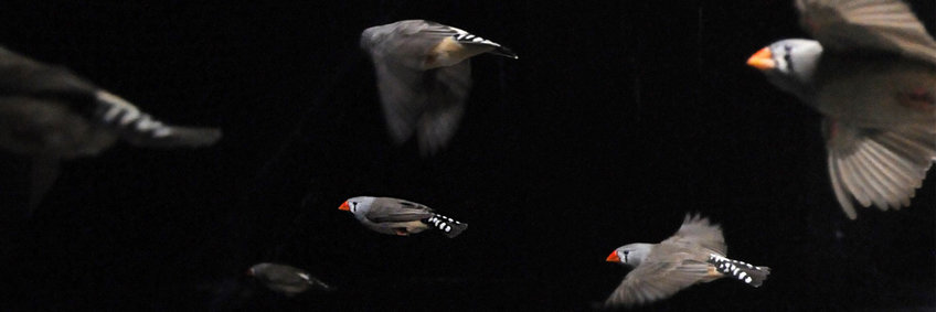 Die Funktion von Soziallauten im Schwarmflugverhalten Foto von Zebrafinken im Flug