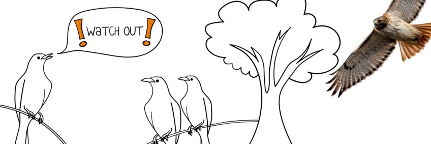 Neural Mechanisms of Alarm Calling Behavior Darwing of three birds sitting on sticks, one with a text bubble saying "watch out". To the right is a photo of a bird of prey approaching