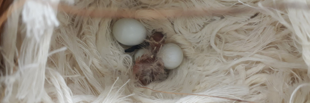 Photo of a nest with white feathers, two eggs and a recently hatched chick.