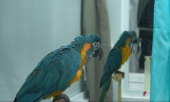 An (incorrect) automatic imitation response of a parrot (in the front) in the incompatible group, performing “Lift leg” on observing the demonstrator (in the background) lifting its leg (showing the same response).