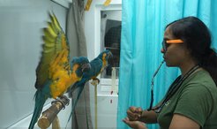 A parrot in the incompatible group performs correctly by responding “Spread wings” while the demonstrator shows “Lift leg”.