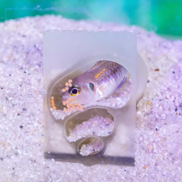 A cichlid and orange-coloured eggs are in a snail shell, which is open at the front and buried in sand.